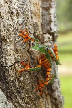 Phantasmagorical (Tiger-striped Leaf Frog, a native of tropical