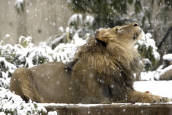 sixpenceee:  Luke the lion watching falling snowflakes at Smithsonian