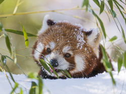 magicalnaturetour:  Small panda eating in the snow (by Tambako
