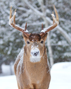 end0skeletal:  (via 500px / I am not Rudolph! by Jim Cumming)