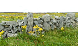furything:  Irish Stone Wall and Yellow Flowers