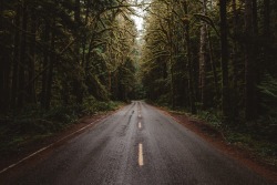 samelkinsphoto:  Hoh rainforest 