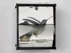 itscolossal:  Bird Flipbook Machines by Juan Fontanive (gifs