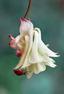 blooms-and-shrooms:Columbine by Mandy Disher on Flickr.