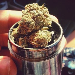 wegetzhigh:herb