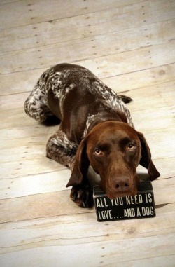 dogsandpupsdaily:  - German Short Haired Pointer. Want more?