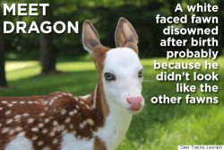 huffingtonpost:  White-Faced Fawn Rejected By Mother At Birth
