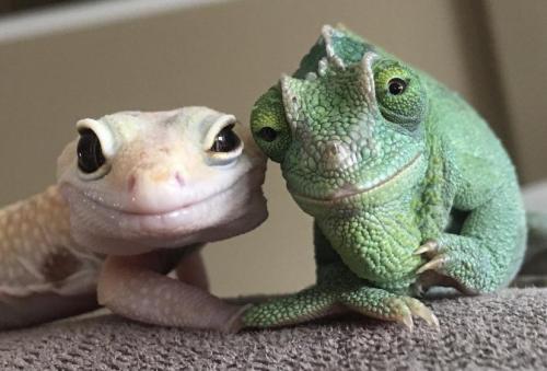 heart-art-nsoul:  everythingfox:“This gecko and chameleon look
