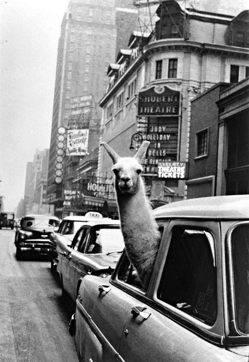 Inge Morath - Un lama à Times Square, New York, 1957.