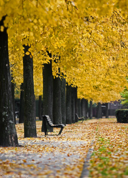 allthingseurope:  Amsterdam, Netherlands (by Diederik de Regt)