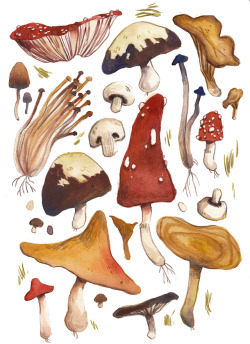 julvc: mushrooms!!!!!!