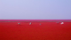 sixpenceee:Red Beach in Panjin, ChinaPanjin Red Beach in China