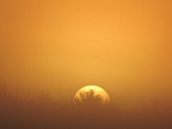 geopsych: Sunrise through the mist.