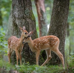 beautiful-wildlife:  Together by Nick Kalathas - Nature’s