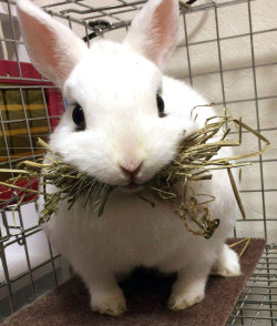 tiny-princess-kitten:  bunny <3 