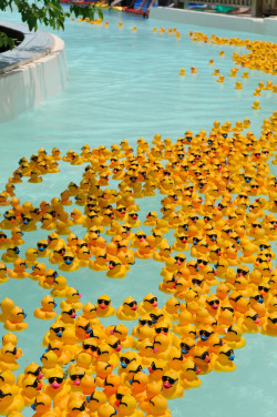 blazepress:  Ducks, lots of ducks that are wearing sunglasses.