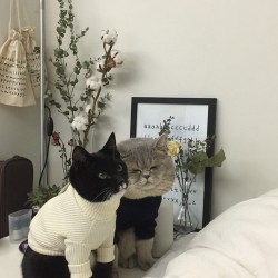 lushchanel:  i have never been more happy to see cats in sweaters 