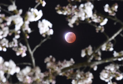 sci-universe:This is the total lunar eclipse of April 4, 2015