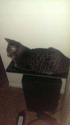 awwww-cute:  I got sick of him sitting on my keyboard, so i bought