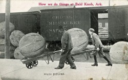 Tall-Tale Postcard - Musk melons