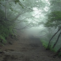 benzodiazepin:  Aokigahara, Japan, also known as the world’s