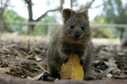   This animal is called a Quokka and it is the happiest thing