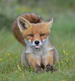 beautiful-wildlife:Sweety by Yvonne van der Meij<3!