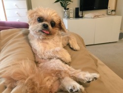 marniethedog: So tell me what’s on your mind