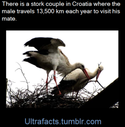 ultrafacts:Malena and Klepetan, two storks from the Croatian