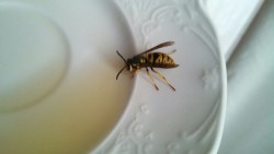 ASSHOLE UPDATE. Slid it onto a chair and let it climb on a saucer