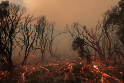 snowce:  David McNew, Fallen brush glows immediately after the