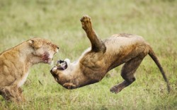 Adversarial acrobatics (young lions fight on the Maasai Mara, Kenya)