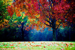 divinitatefotage:  colorful landscape photography - autumn tree