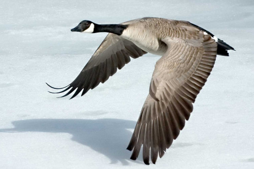 Snow skimmer (Canada Goose)