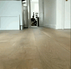 thenatsdorf: Puppy does a fetching slide. (via marleyandmeinnyc)