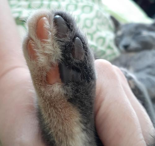 hitmewithcute:The colour of my kitten’s foot is split down