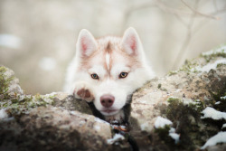 handsomedogs:  Iza Łysoń | Wintertime
