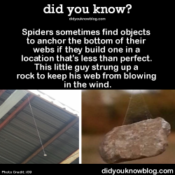 did-you-kno:  Spiders sometimes find objects to anchor the bottom