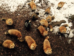 walkingfoxy:  celtictampon:  Went to the Zao Fox Village in Japan!