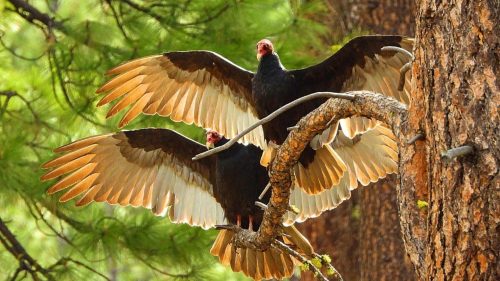 sitting-on-me-bum:    Two turkey vultures in a typical pose.©