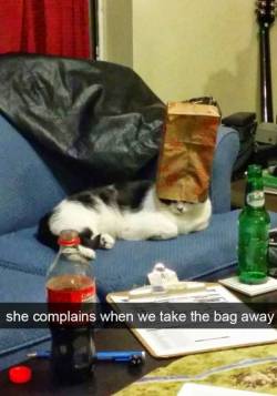 pleatedjeans:33 Hilarious Snaps With Cats