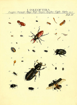 wapiti3:  The types of insects Linnaei and Fabrice icons, illustrated