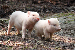 travel-as-a-happy-hippie:  I love piggies 