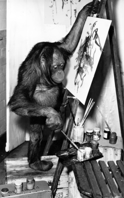 An ape paints a picture, c. 1955.