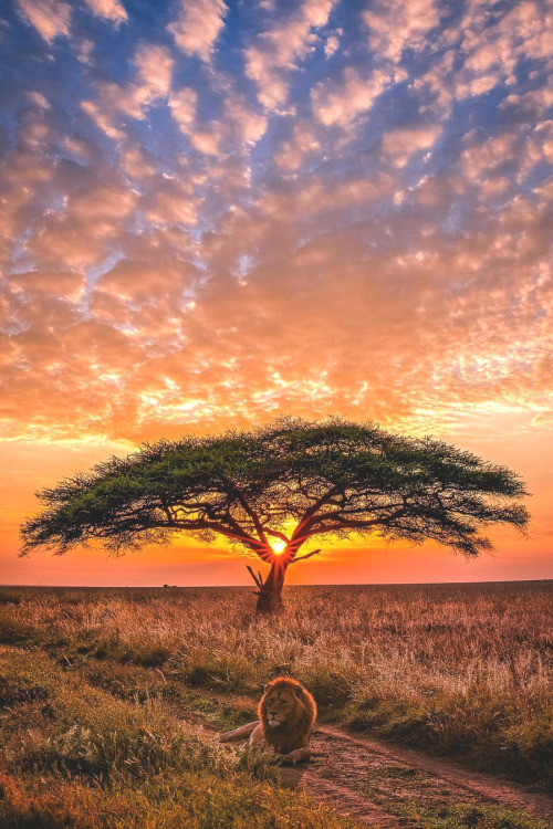 lsleofskye:  Serengeti National Park Tanzania | agpfoto  