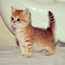 If @raeraeinstagraham was a kitten…. Oh yah, I found her.