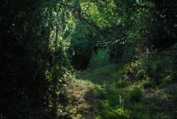 buron:  Tree Tunnel Stole my Melancholy (7) ©buron - August