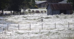 This town in Australia is covered with spiderwebs…