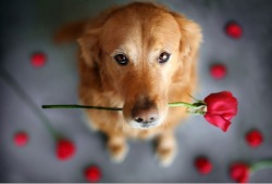 net-da-vizinha:  cães são mais fotogênicos q eu 