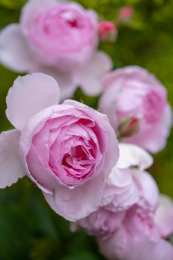 oldandenglishroses:The Ancient Mariner, English Rose